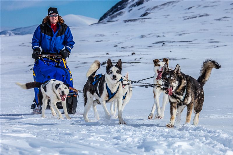 Schlittenhundgespanne mit ihren Mushers überholten auf dem Kungsleden