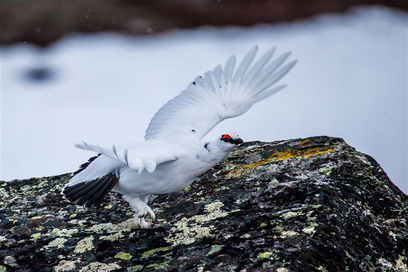 Schneehuhn in Startposition